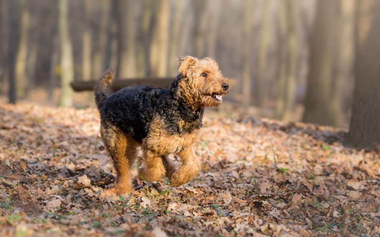 Airedale Terrier