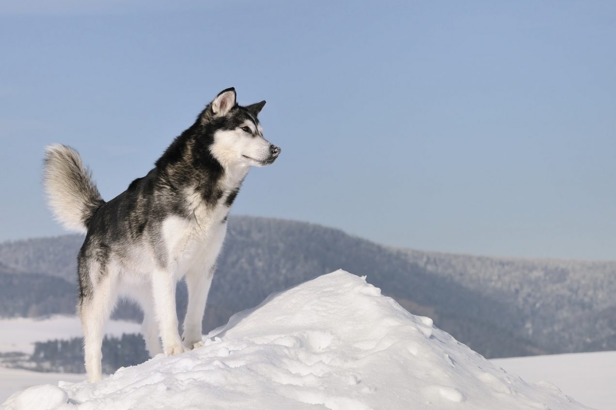 Alaskan Malamute