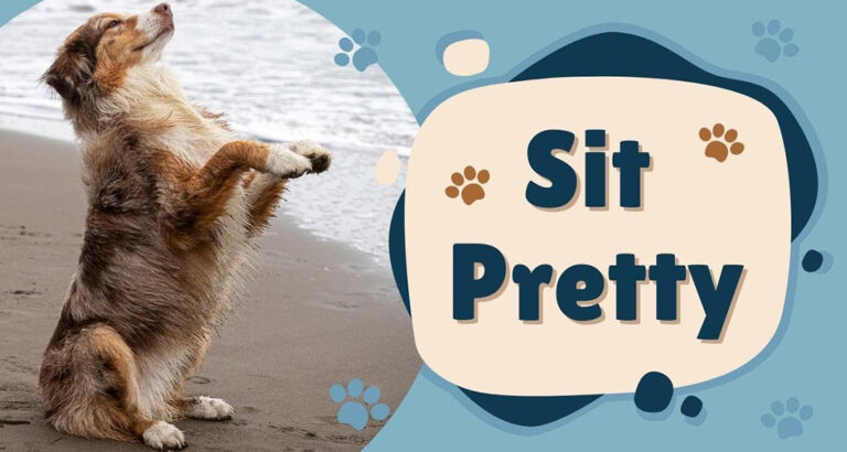 Teaching Your Dog to Sit Pretty