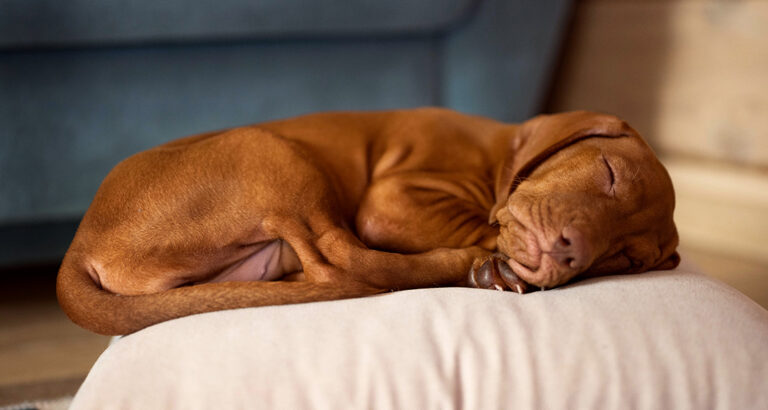 Dogs sleep differently – the sleeping behavior of our four-legged friends