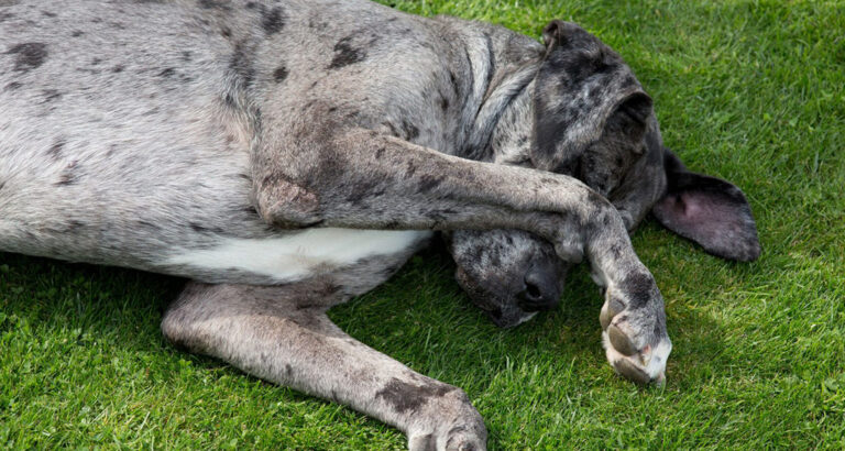 How to Train Your Dog the “Shame on You!” Trick