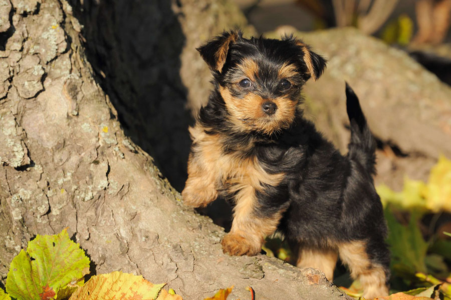 Yorkshire Terrier