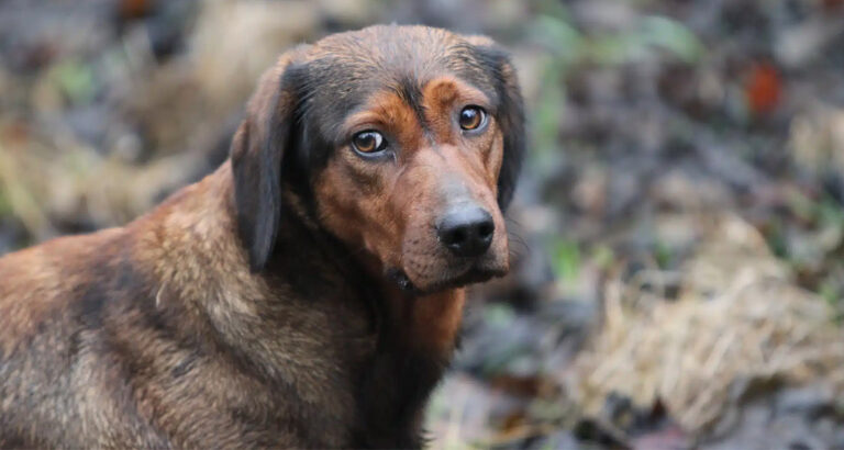 Alpine Dachsbracke: Dog Breed Characteristics & Care