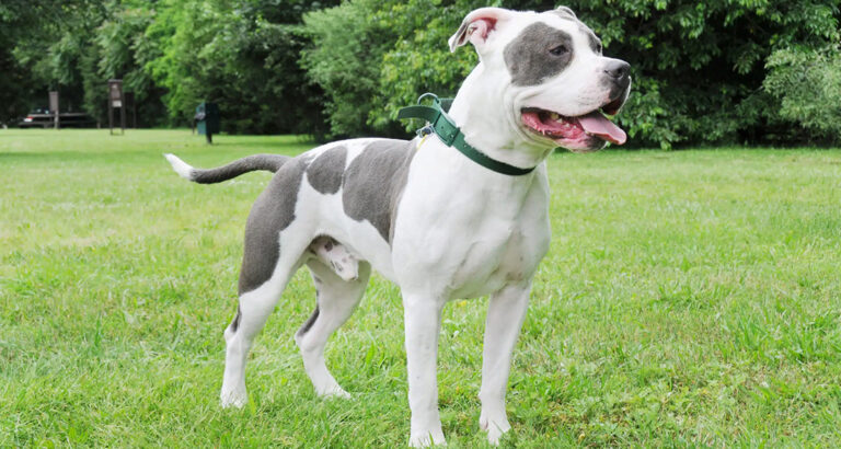 American Bully: Dog Breed Characteristics & Care