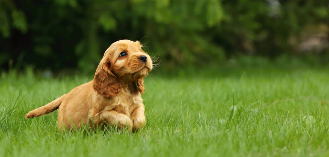 American Cocker Spaniel