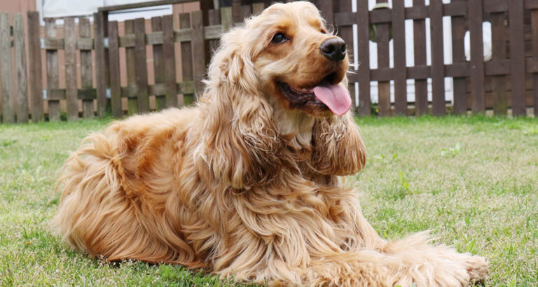 American Cocker Spaniel: Dog Breed Characteristics & Care