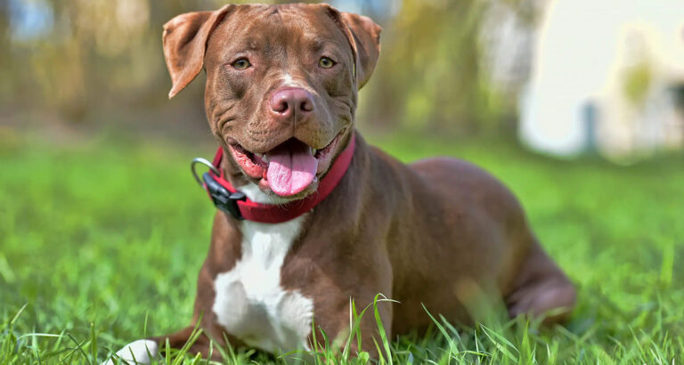 American Pitbull Terrier: Dog Breed Characteristics & Care