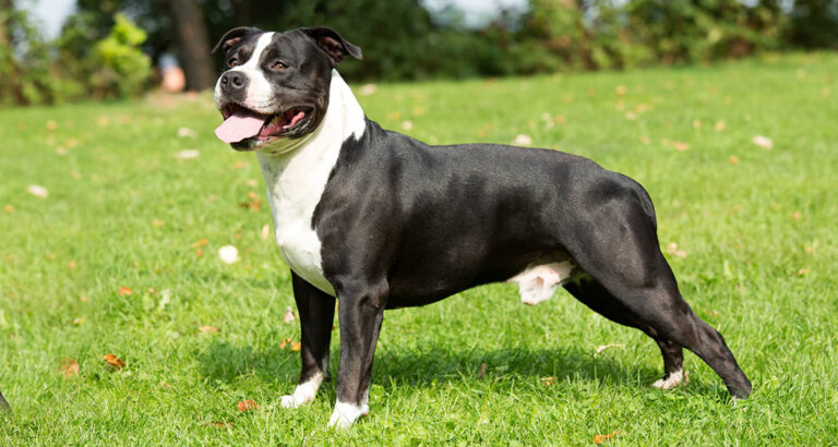 American Staffordshire Terrier: Dog Breed Characteristics & Care