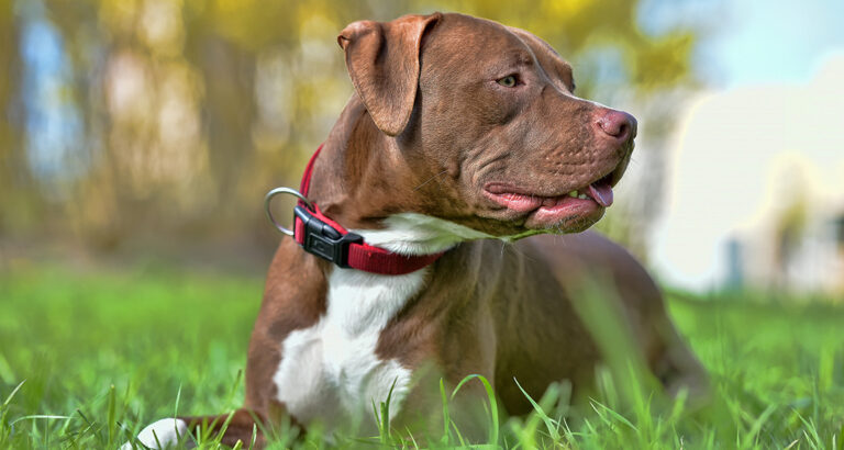 Anti-bark Collar: Beneficial or Harmful?