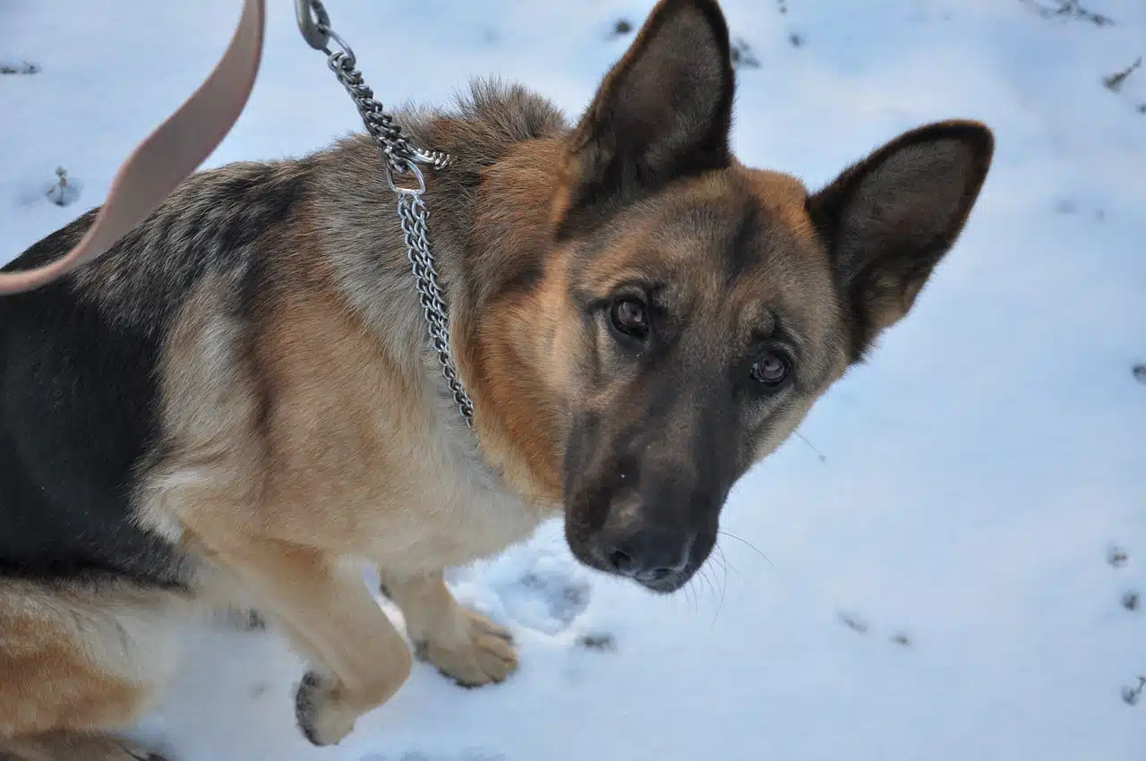 Anti-bark Collar