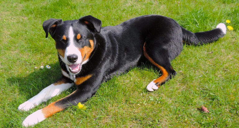 Appenzeller Sennenhund: Dog Breed Characteristics & Care