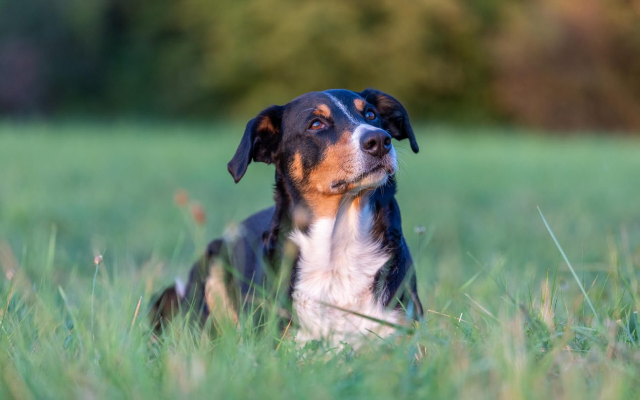 Appenzeller Mountain Dog