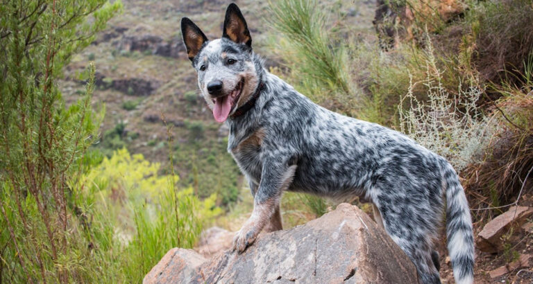 Australian Cattle Dog (Blue Heeler): Dog Breed Characteristics & Care