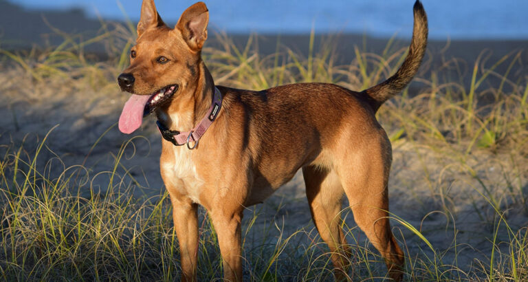 Australian Kelpie: Dog Breed Characteristics & Care