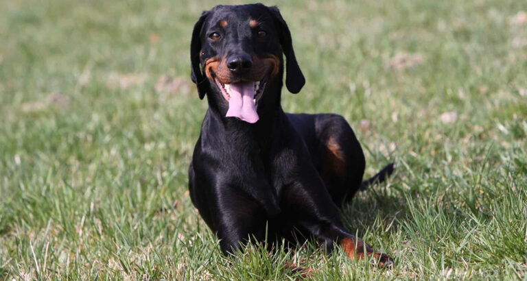 Austrian Black and Tan Hound: Dog Breed Characteristics & Care