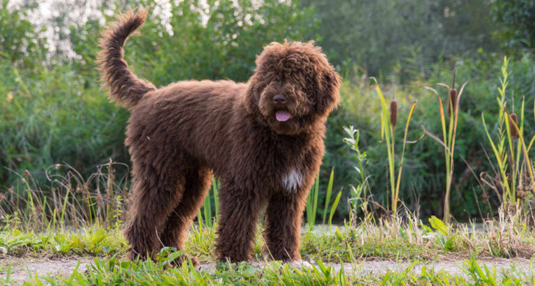 Barbet: Dog Breed Characteristics & Care