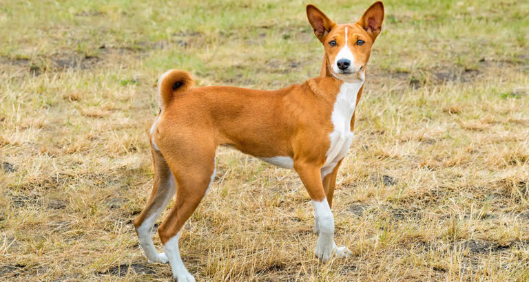 Basenji: Dog Breed Characteristics & Care