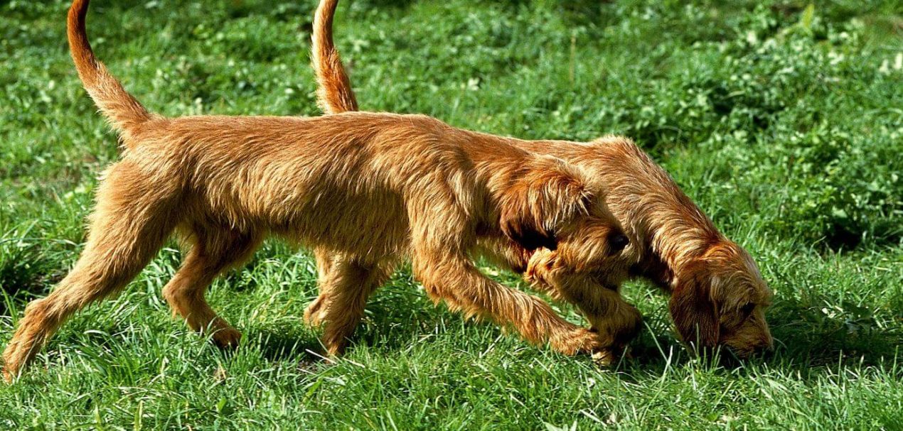 Basset Fauve de Bretagne