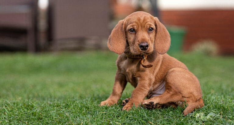 Basset Fauve de Bretagne: Dog Breed Characteristics & Care