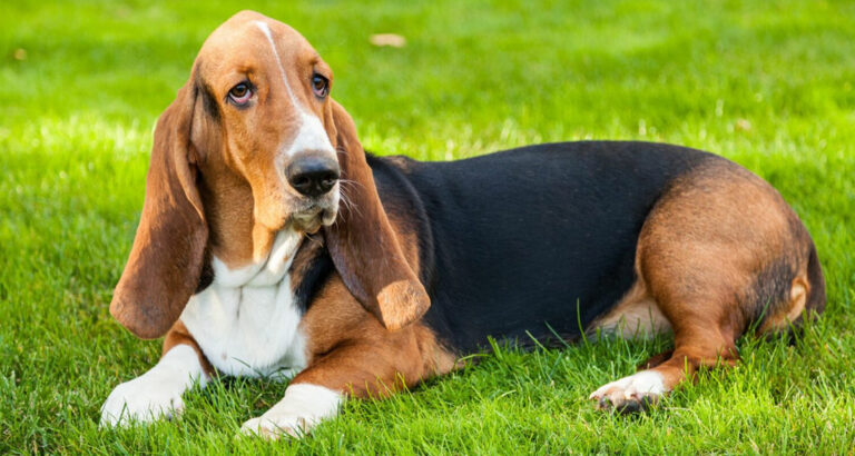 Basset Hound: Dog Breed Characteristics & Care