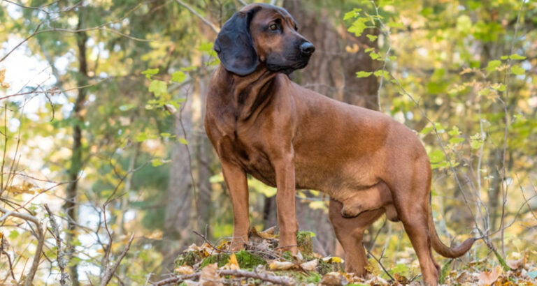 Bavarian Mountain Scent Hound: Dog Breed Characteristics & Care