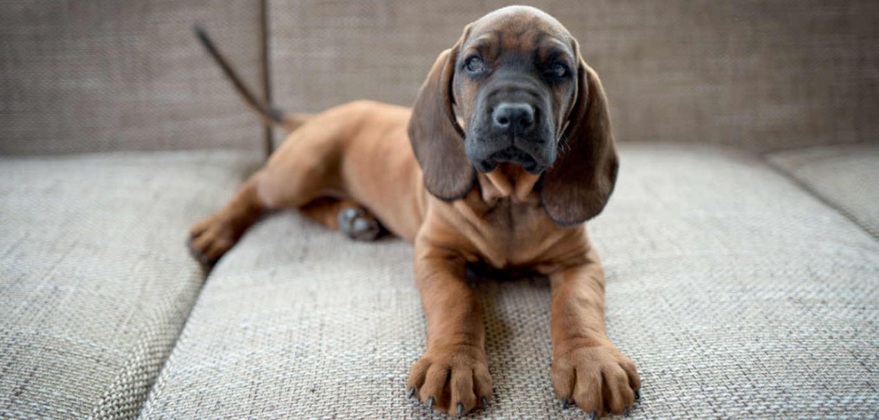 Bavarian Mountain Scent Hound