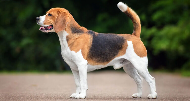 Beagle: Dog Breed Characteristics & Care