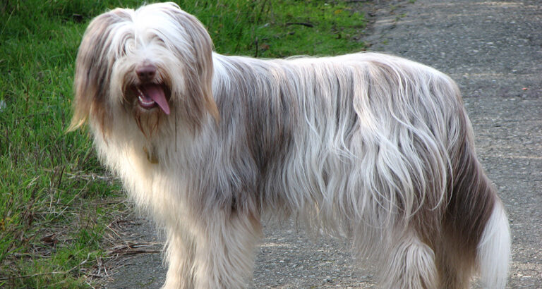 Bearded Collie: Dog Breed Characteristics & Care