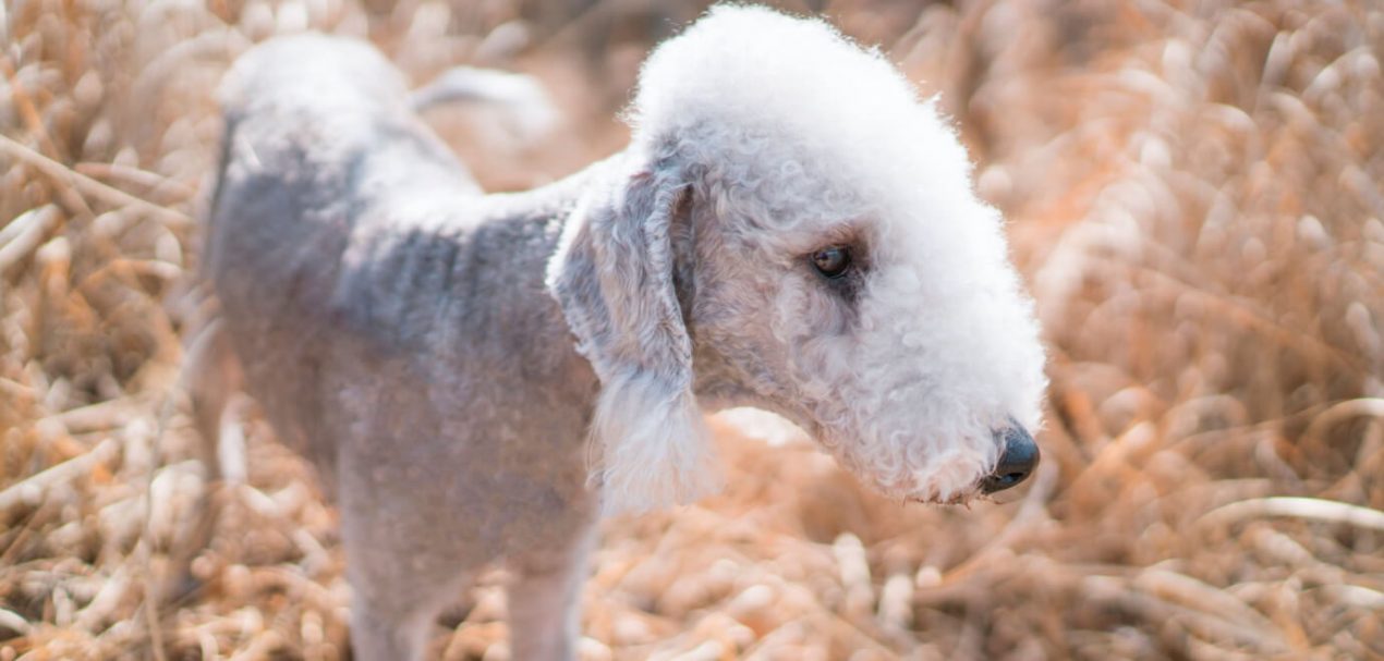 Bedlington Terrier