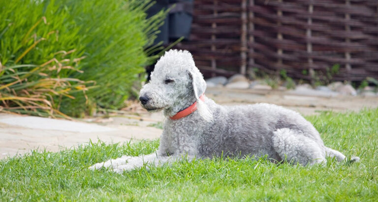 Bedlington Terrier: Dog Breed Characteristics & Care