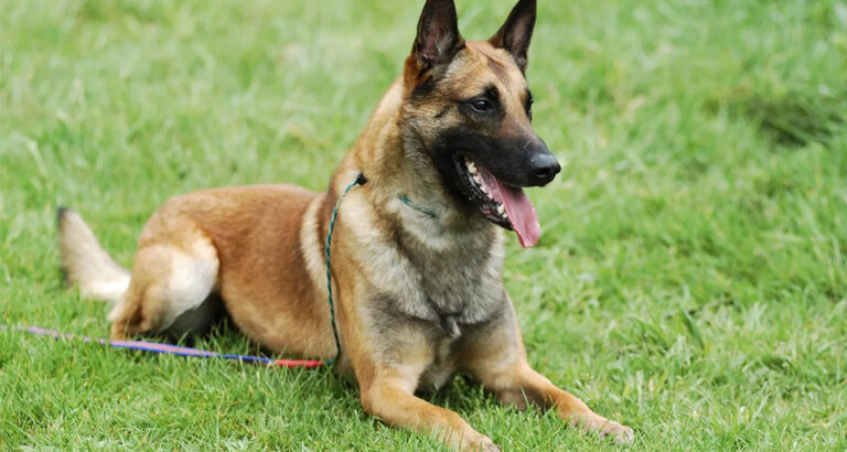 Belgian Malinois (Mal): Dog Breed Characteristics & Care