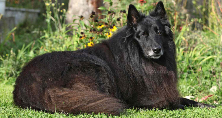 Belgian Sheepdog (Groenendael): Dog Breed Characteristics & Care