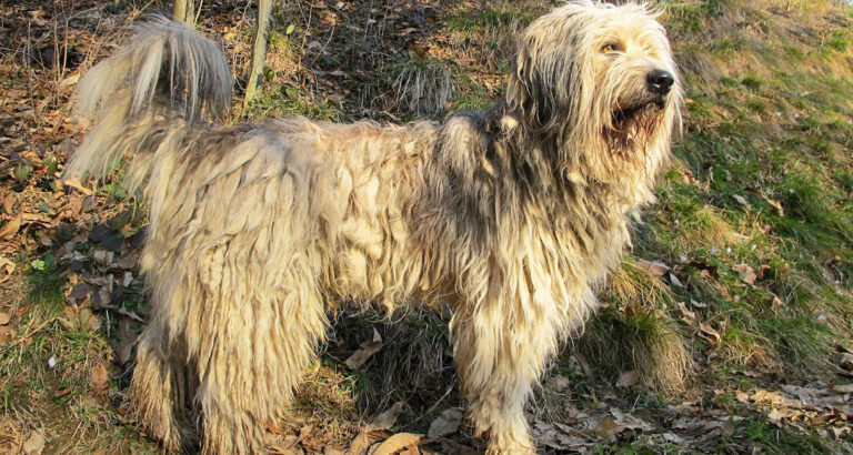 Bergamasco Shepherd: Dog Breed Characteristics & Care