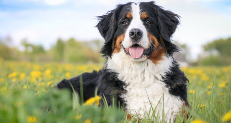 Bernese Mountain Dog (Berner): Dog Breed Characteristics & Care