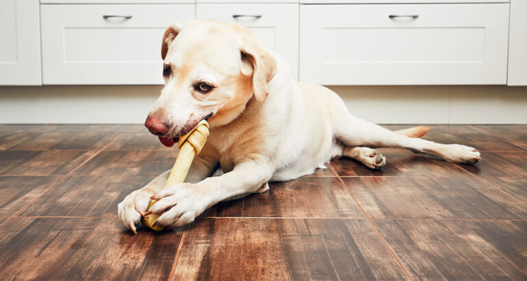 The 12 Best Chew Treats for Dogs & Puppies