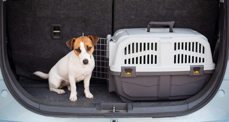 These are the Top 5 Best Dog Crates for the Car