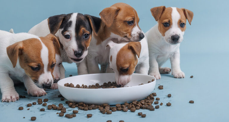 Best Dog Food for Puppies: The Top Picks of 2024