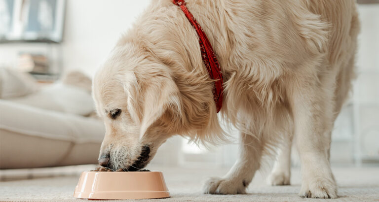 The 7 Best Dog Foods for Large Dogs