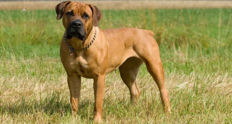 Boerboel: Dog Breed Characteristics & Care