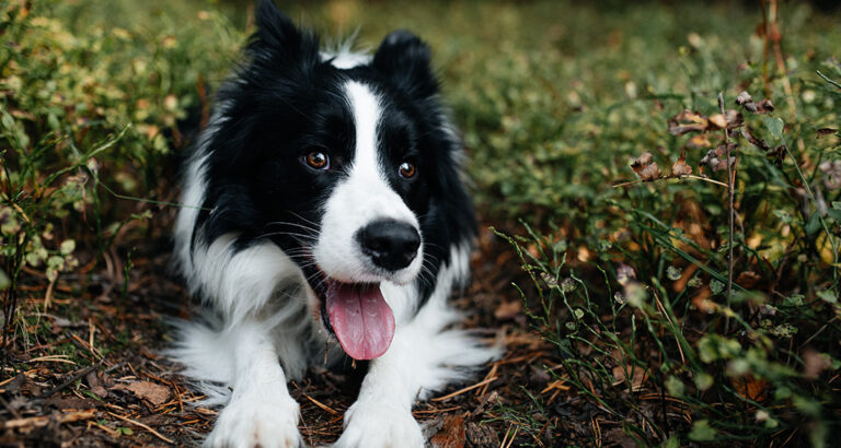 Border Collie: Dog Breed Characteristics & Care