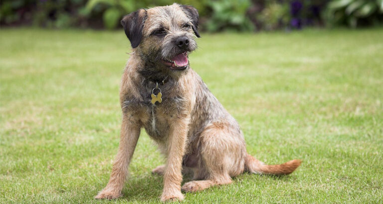 Border Terrier: Dog Breed Characteristics & Care