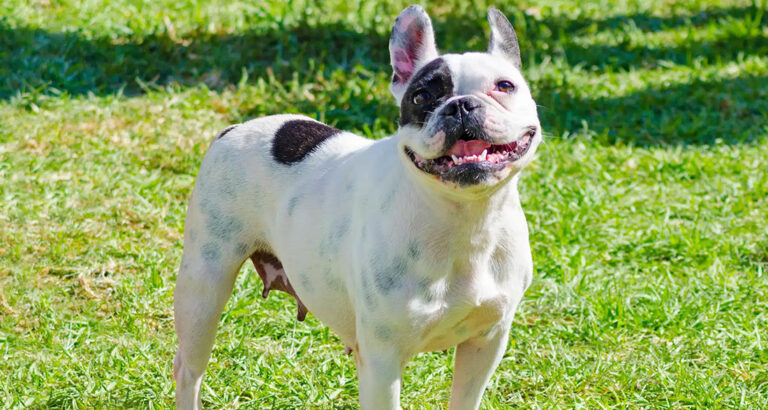 Boston Terrier: Dog Breed Characteristics & Care