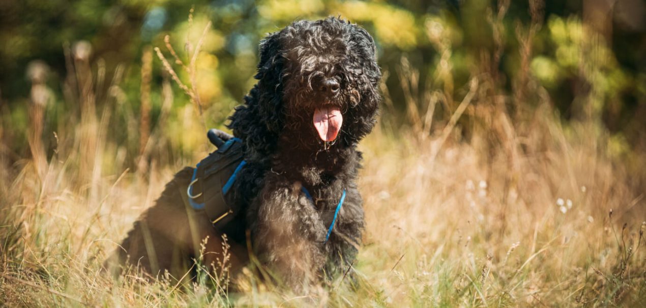 Bouvier des Flandres