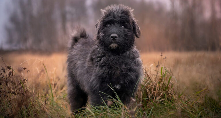 Bouvier des Flandres: Dog Breed Characteristics & Care