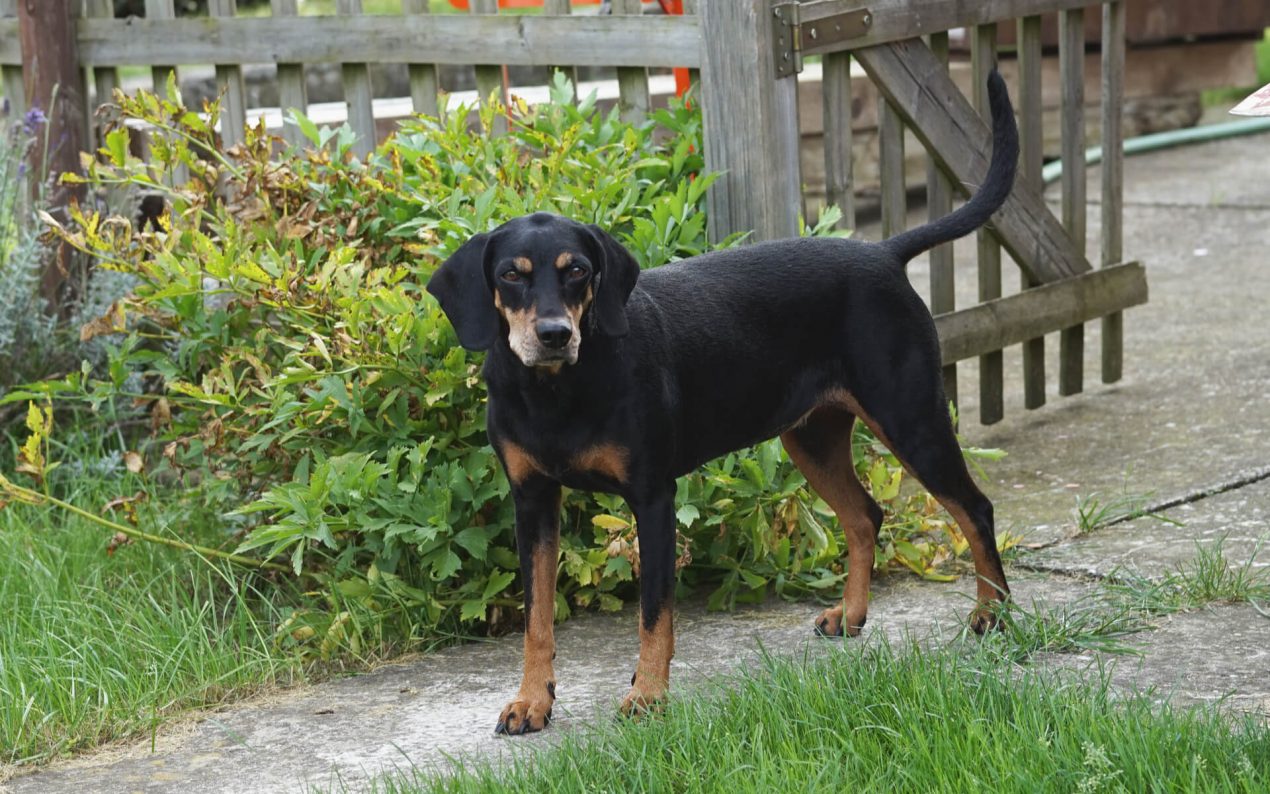 Austrian Black and Tan Hound