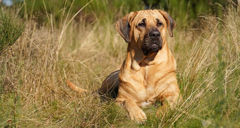 Broholmer: Dog Breed Characteristics & Care