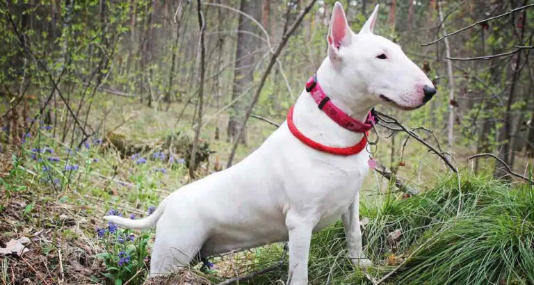 Bull Terrier: Dog Breed Characteristics & Care