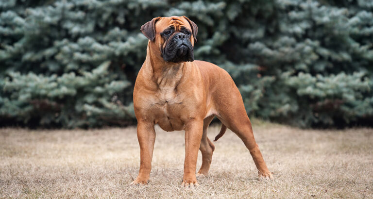 Bullmastiff: Dog Breed Characteristics & Care