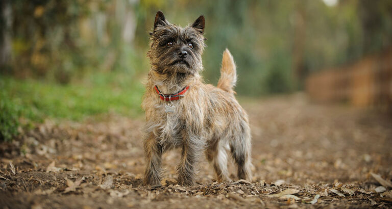 Cairn Terrier: Dog Breed Characteristics & Care