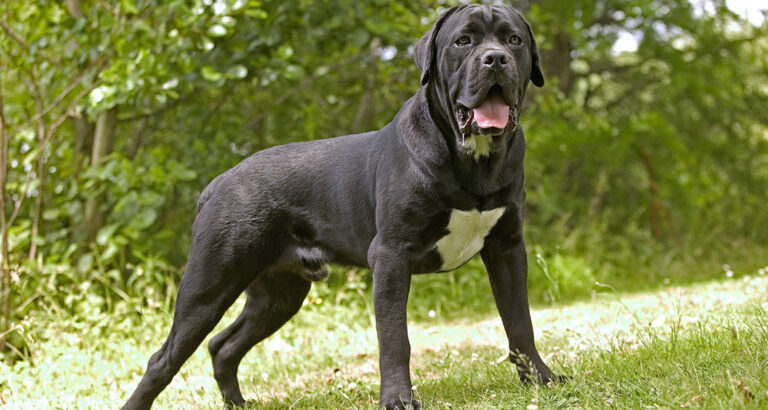 Cane Corso: Dog Breed Characteristics & Care